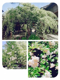 ���b�R�E�o��